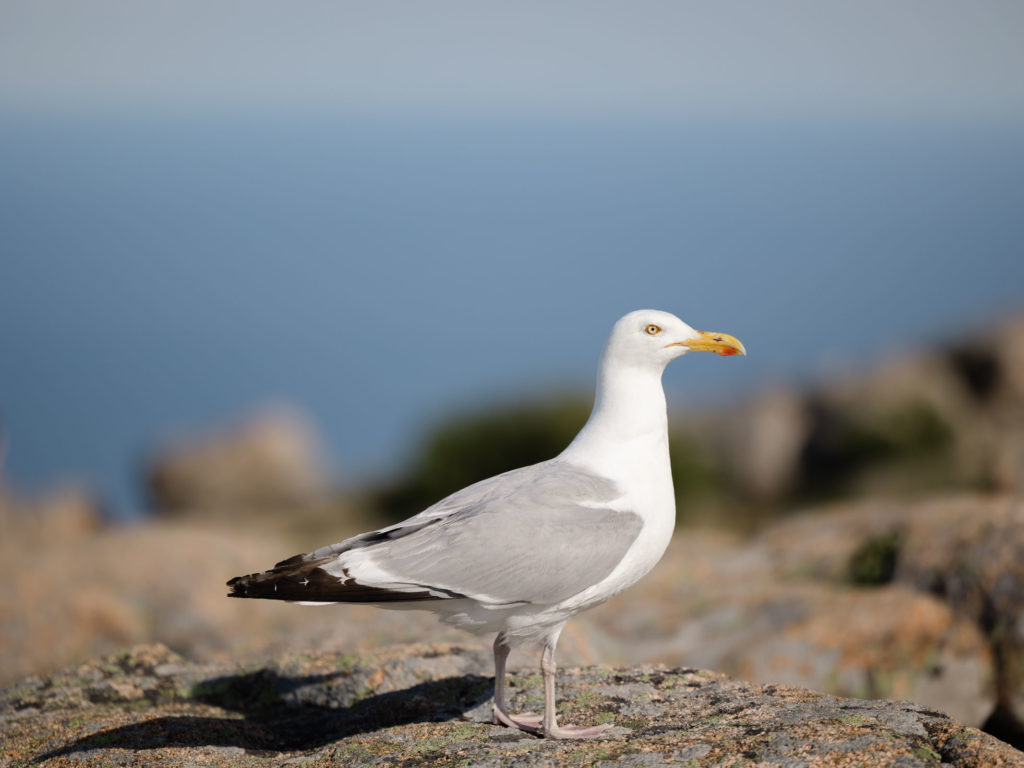 a sea gull that landed right next to us as we sat for hours talking on cadillac mountain